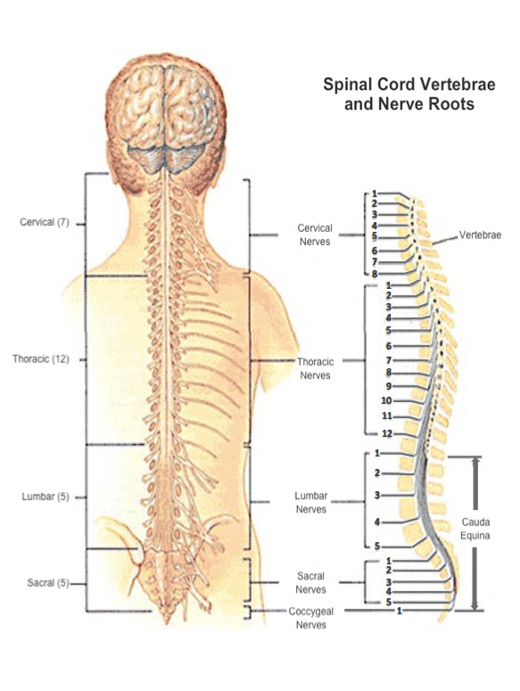 Understanding SCI Living With Spinal Cord Injury